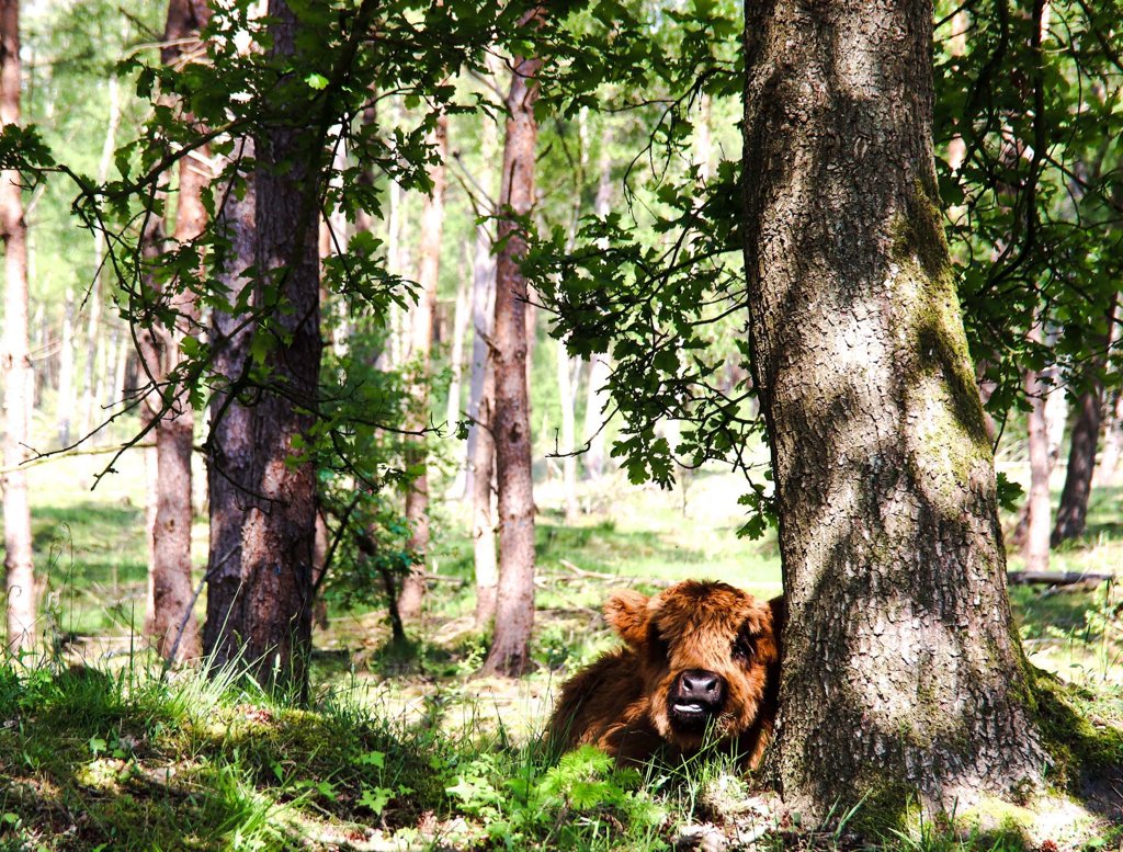 Drenthe - Schottischer Hochländer