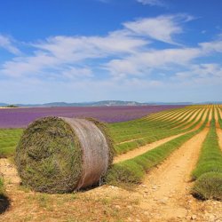 Chateuneuf du Pape