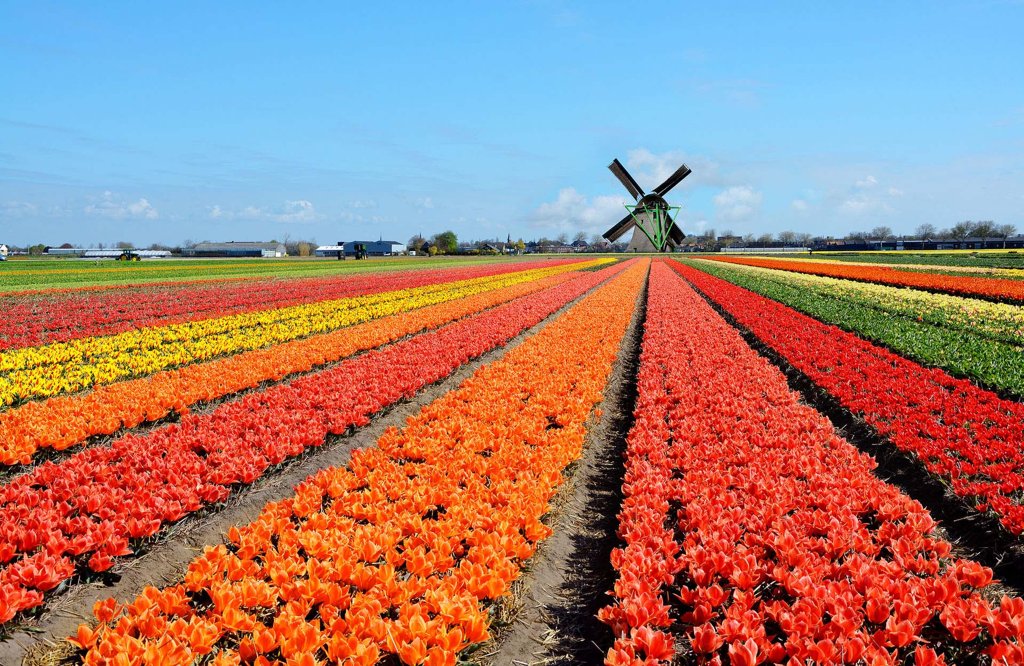 tulpen radurlaub