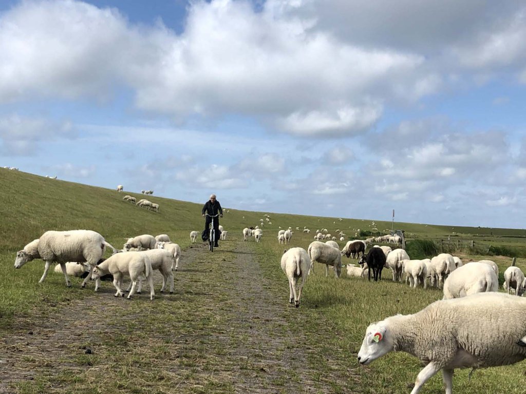 Terschelling und Schafe