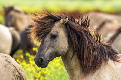 Radreise Rund um das IJsselmeer Oostvaardersplassen