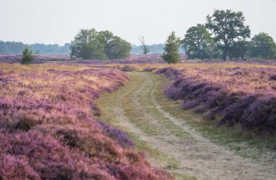 Balloerveld - Fahrradurlaub Drenthe