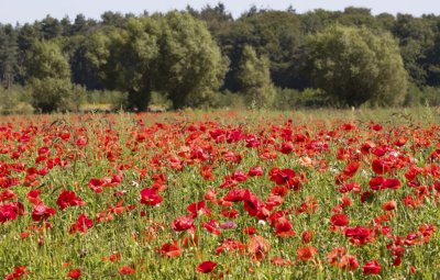 Roeselare Flandern Radurlaub