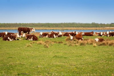 Fochteloerveen - Fahrradurlaub - Drenthe