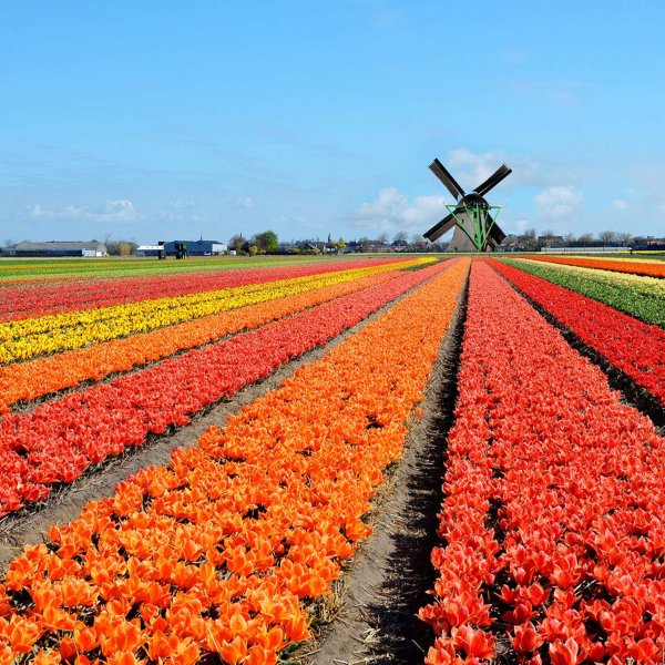Tulpen-Radtour